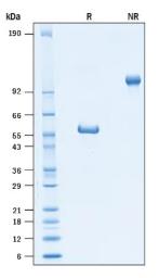 SDS-PAGE (TNFRSF18-051H).jpg